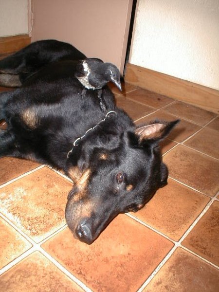 les beaucerons Pie