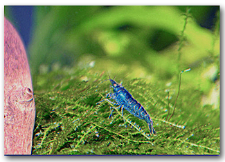 Mon 54L (aurel10) Caridina-cf-babaulti-bleue