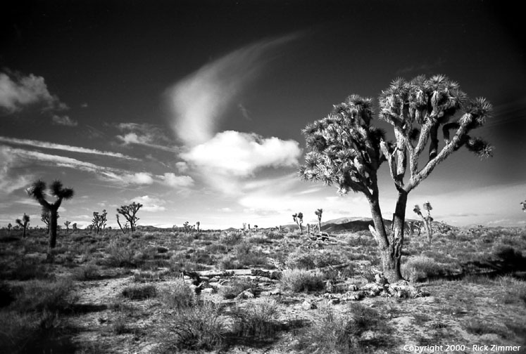 Moviendo el esqueleto por el mundo: rock y geografía Joshua%20Tree810-72