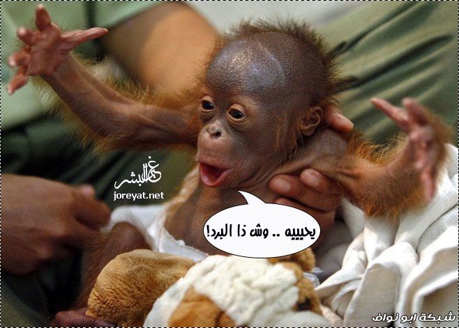 صور مضحكه جدا جدا جدا لحق حالك ههههههه Item-Hcb-ybFgm7