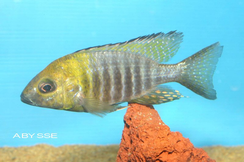 Aulonocara sp. chitende yellow head " Nkhata Bay Aulonocara%20chitende%20nkhata%20bay