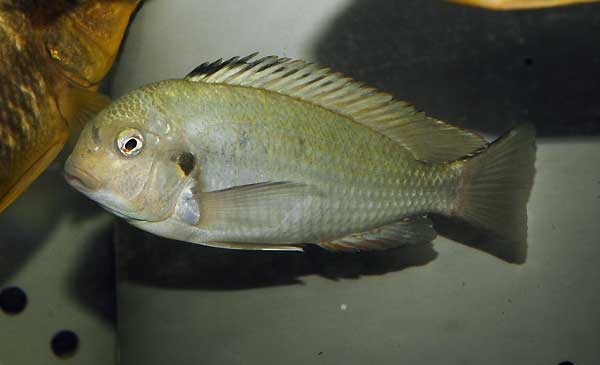 Curioso cíclido: Pseudosimochromis curvifrons Mabilibili Pseudosimochromis-curv