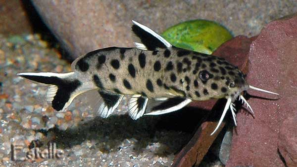 mon nouveau 600L tanganyika Synodontis-lucipinnis