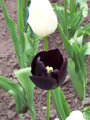 أجمل الزهور السوداء !! نادرة 20050523_black_tulip