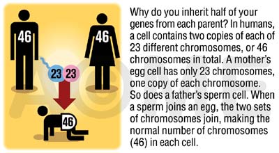 petit jeu - Page 3 13217.forty-six_chromosomes