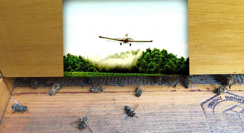 Millions of Bees Dead After South Carolina Aerial Zika Spraying Despite Toxicity Knowledge Zika-bee-deaths