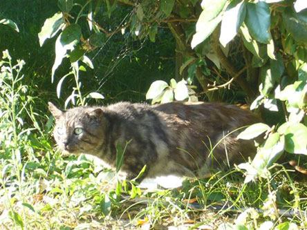 Chats de l'Ile de R Loubard-20082609