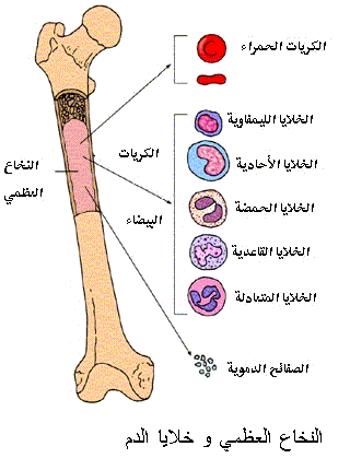 الجهاز المناعي Le système immunitaire  Bone-marrow1