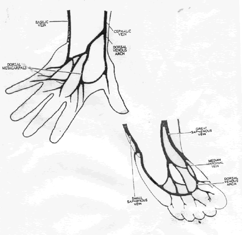 I - The thumb represents the inner essence of man! - Page 34 AnatomyOfVeins