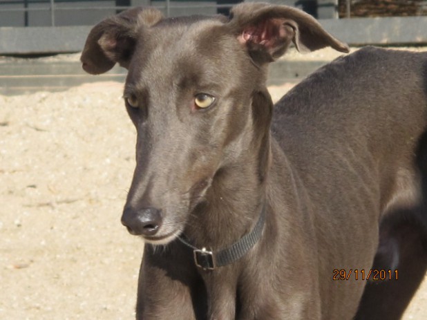 Galgo Aisen1-618x463