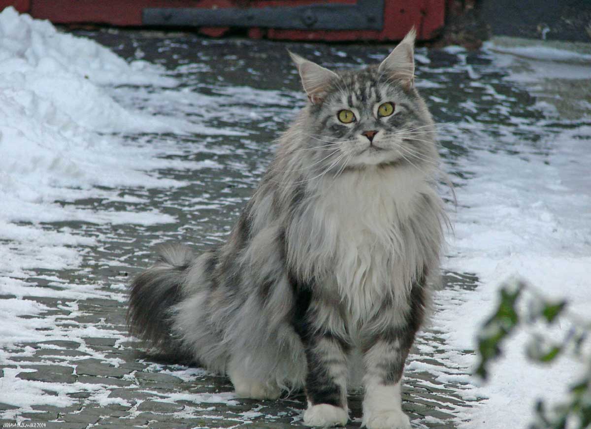 Hailkit of Skyclan Maine-coon