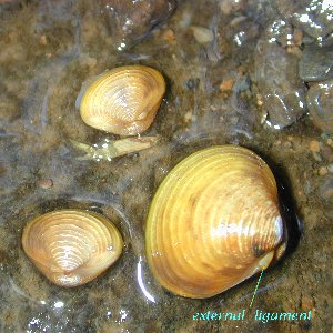 La almeja de río Corbicula fluminea Corb