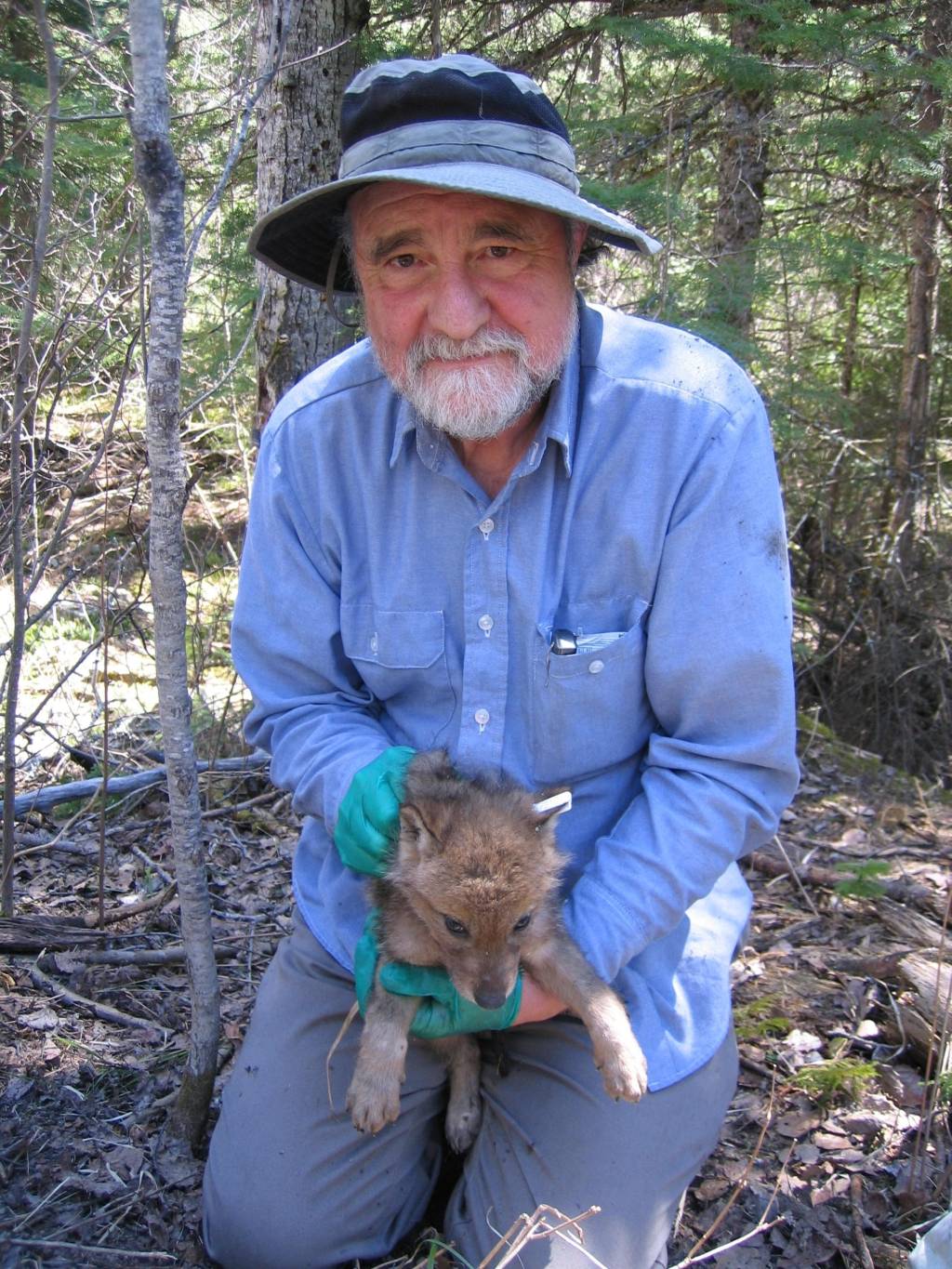 "Una carrera de 55 años en la investigación del lobo " que el profesor David Mech en Bilbao Dave-pup