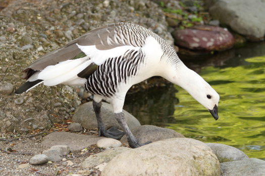 l'oiseau de Martin du 31 octobre trouvé par Martine Chloephaga_picta_min