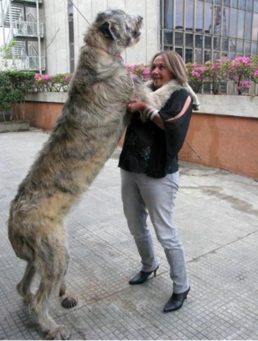 Adivina la raza de perros Cachorro_wolfhound_irlands_Dustin