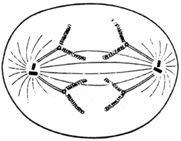  Le noyau et la division cellulaire Anaphas