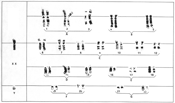  Le noyau et la division cellulaire Caryotyp