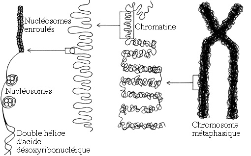  Le noyau et la division cellulaire Chromoso