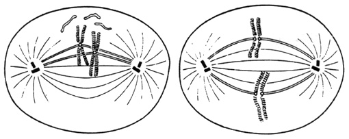  Le noyau et la division cellulaire Metaphas