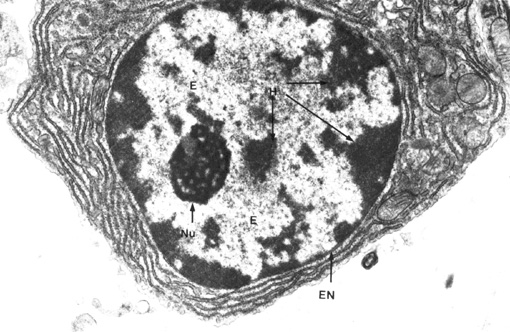  Le noyau et la division cellulaire Noyau