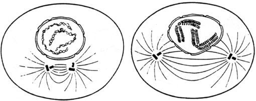  Le noyau et la division cellulaire Prophas