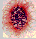  Le noyau et la division cellulaire Prophase