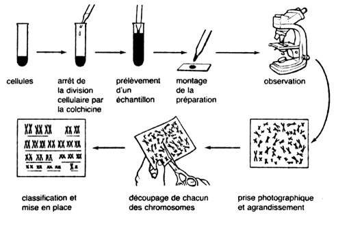  Le noyau et la division cellulaire Protcary