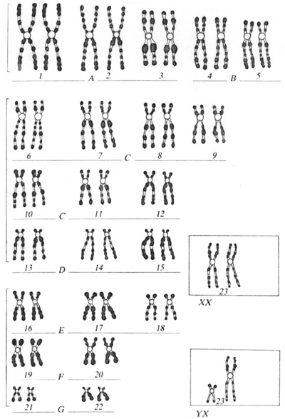  Le noyau et la division cellulaire Schchrom