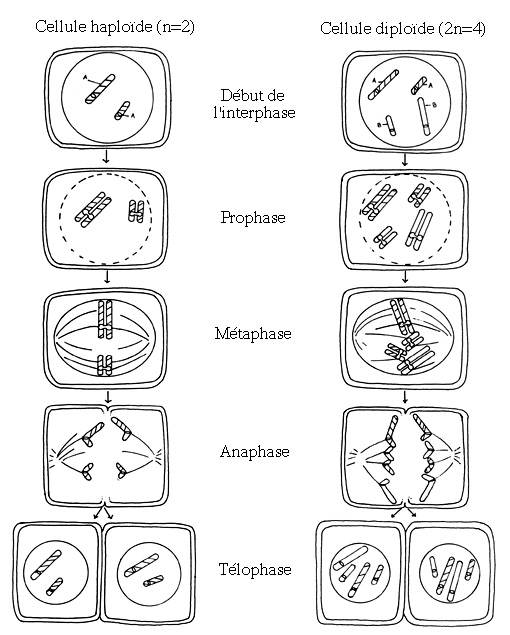  Le noyau et la division cellulaire Schmitos