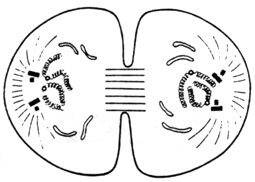  Le noyau et la division cellulaire Telophas