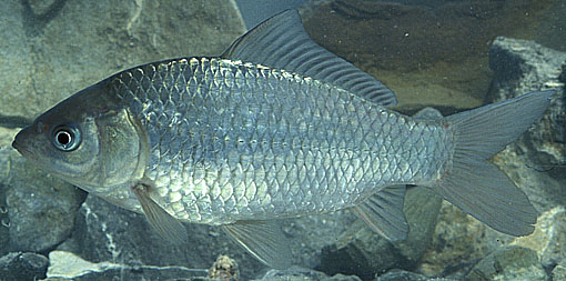 Carassius auratus, "le poissons rouge" si mal traité ! Caraaur1