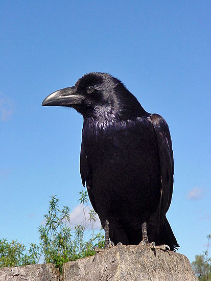 No solo de Cuervos vive el hombre Perico