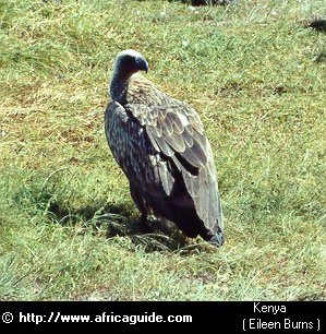 مجموعة من الحيوانات  ومناطق عيشها Vulture