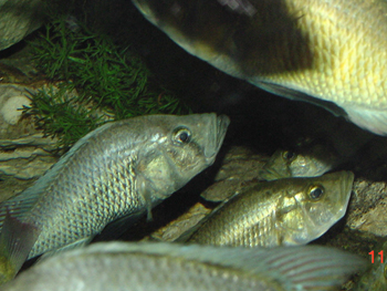 Macropleurodus bicolor Zoo_O