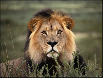 Cedarville Zoo's Animals Male-lion-picture