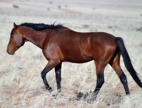 Pozostałe dzikusy Dzikie_konie_namibia