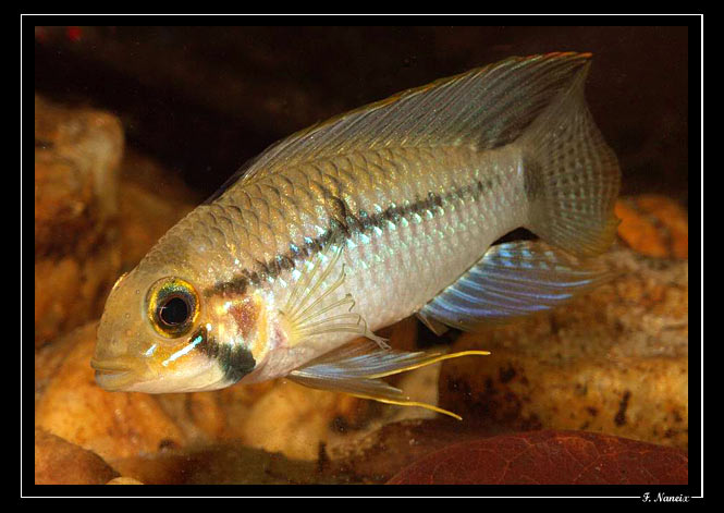 Apistogramma steindachneri (Regan, 1908) A-steindachneri-Colakreek-0