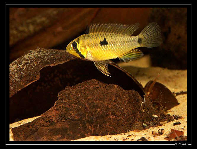 Apistogramma steindachneri (Regan, 1908) A-steindachneri-coes-f-02