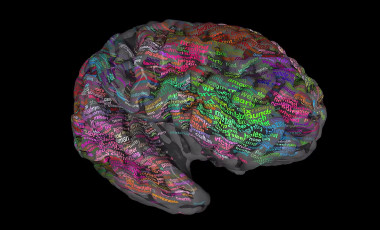 Neurociencias - Página 2 Un-mapa-cerebral-con-los-significados-de-las-palabras_image_380