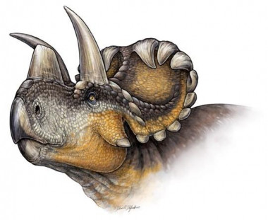 Wendiceratops pinhornensis, nuevo dinosaurio descubierto Un-nuevo-dinosaurio-revela-la-evolucion-de-los-cuernos-en-los-Triceratops_image_380