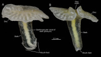 Las especies Top 10 de 2014 01_Dendrogamma_enigmatica1_medium