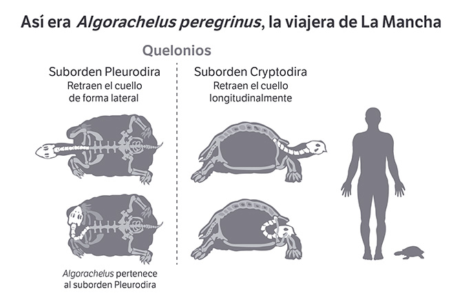 El increíble viaje de la primera tortuga africana que llegó a Europa Algorachelus-peregrinus-esquema_671