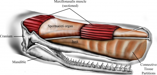 La cabeza de los cachalotes como arma para embestir Fig-1-full_image671_405