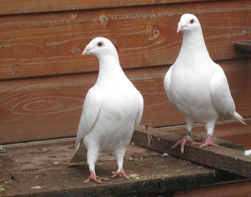 La orientación de los pájaros sigue siendo un misterio  La-orientacion-de-los-pajaros-sigue-siendo-un-misterio_image488_