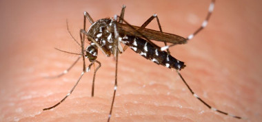 El animal más letal del planeta, el mosquito Mosquito-el-animal-que-mata-a-mas-de-725.000-personas-cada-ano_image_380