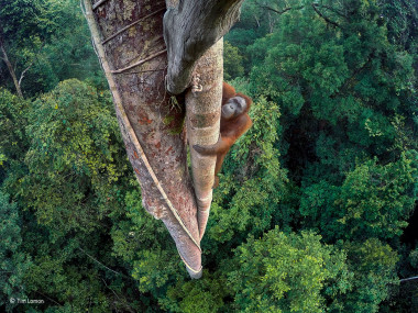 El hilo de la fotografía Un-orangutan-trepador-premio-Wildlife-Photographer-of-the-Year_image_380