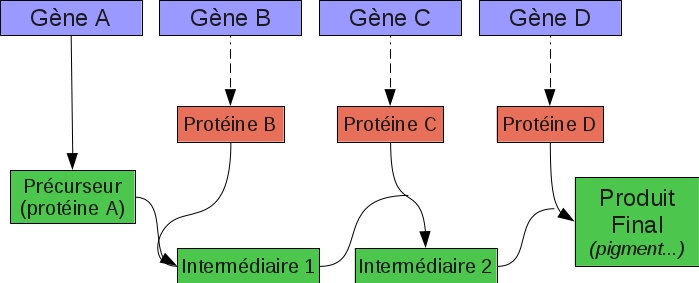 Une idée sur sa mutation? - Page 2 Voiedebiosynth%C3%A8se