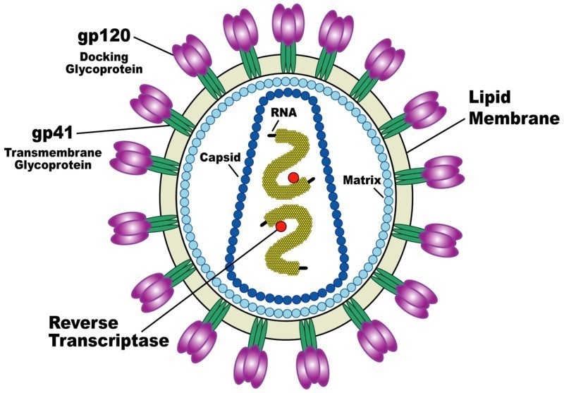 le Sida Vinci code HIV_Viron-2