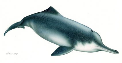 Extinction du dauphin de Chine dans l'indifférence totale Lipotes_vexillifer
