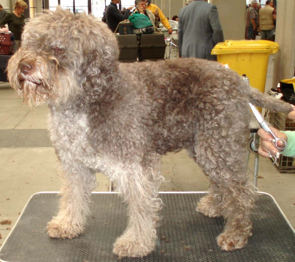 LAGOTTO ROMAGNOLO Lagottoromagnolo1